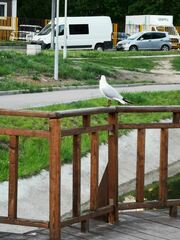 Chroicocephalus ridibundus