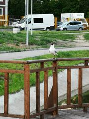 Chroicocephalus ridibundus