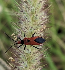 Aulacosternum nigrorubrum