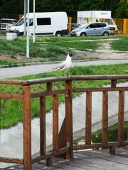 Chroicocephalus ridibundus