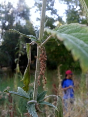 Urtica dioica