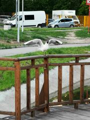 Chroicocephalus ridibundus