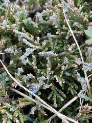 Juniperus horizontalis