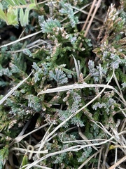 Juniperus horizontalis