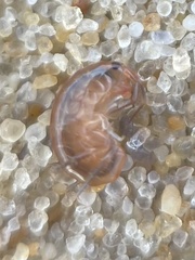 Talitridae