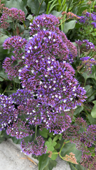 Limonium perezii