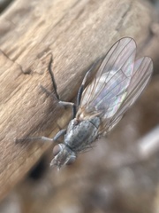 Fucellia
