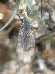 Fucellia