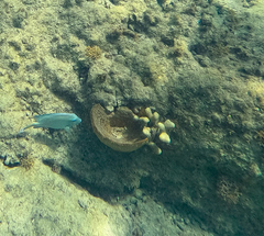 Acanthurus