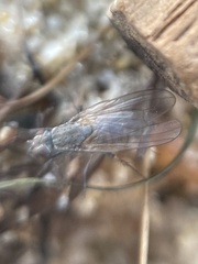 Fucellia