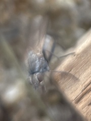 Fucellia