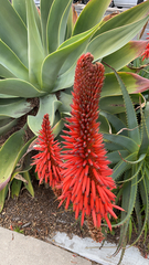 Aloe arborescens