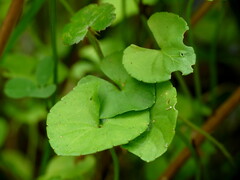Viola lyallii