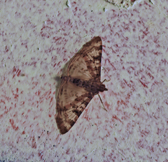 Dysallacta negatalis