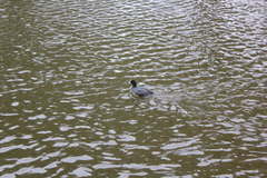 Fulica atra