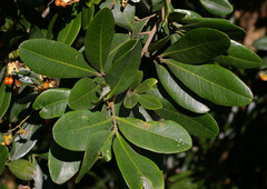 Guioa semiglauca