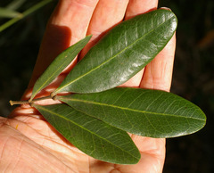 Guioa semiglauca