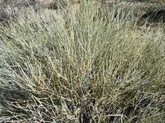 Ephedra