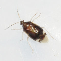 Deraeocoris