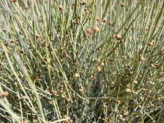 Ephedra