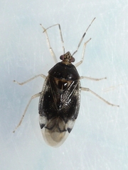 Deraeocoris