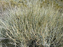 Ephedra