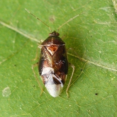 Deraeocoris