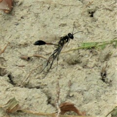 Eremnophila
