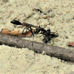 Eremnophila