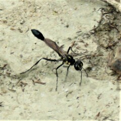 Eremnophila