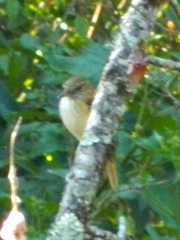 Attila spadiceus