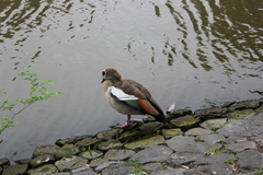 Alopochen aegyptiaca