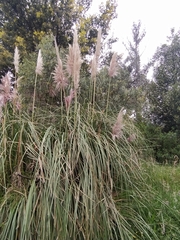 Cortaderia nitida