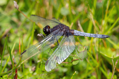 Erythrodiplax connata