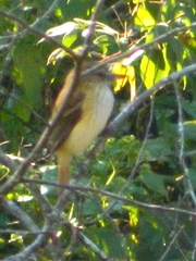 Attila spadiceus