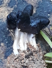Helvella juniperi