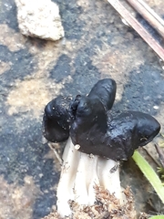 Helvella juniperi