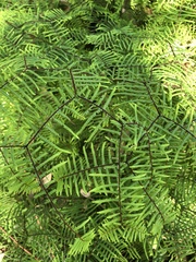 Gleichenia microphylla