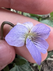 Viola missouriensis