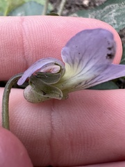 Viola missouriensis