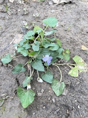 Viola missouriensis