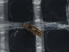 Thiotricha atractodes