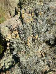 Senecio viravira