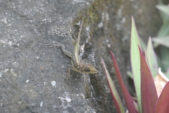 Anolis roquet