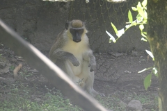 Chlorocebus aethiops