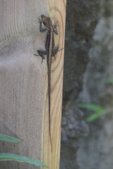 Anolis roquet