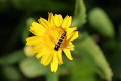 Sphaerophoria scripta