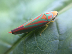 Graphocephala