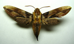 Xylophanes jordani