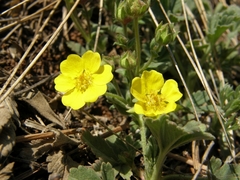 Potentilla humifusa
